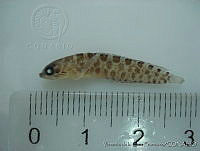 FVC0206 Starksia ocellata.tif