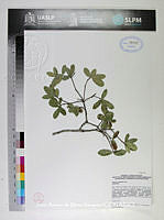 JAdNV0378 Quercus eduardi.JPG