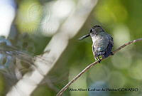 AAKVDH 0553 Calypte costae.JPG