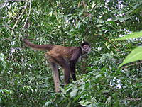 JGCA002 Ateles geoffroyi.jpg