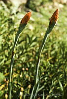 061 Spiranthes cinnabarina.jpg