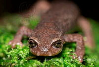 JARM008 Pseudoeurycea altamontana.jpg