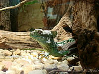 CGL0291 Basiliscus plumifrons.jpg