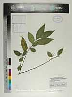 JAdNV0532 Phyllanthus adenodiscus.JPG