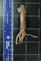 KT014 0086 Lolliguncula diomedeae.JPG