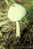 3257 Chlorophyllum molybdites.jpg