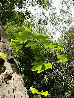 CGL1813 Platanus sp..jpg