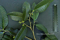 ME010 KV 02584 Brosimum alicastrum Sw., 1788.JPG