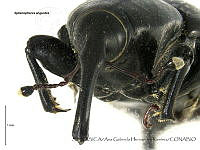 AGHR0565 Sphenophorus angustus.jpg