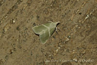 JCGM03012 Lepidoptera.jpg