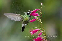 IMDOC3951 Basilinna leucotis.jpg