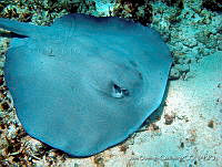 JDCB0064 Hypanus americanus.jpg