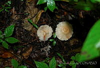 DK0781 Fungi.jpg