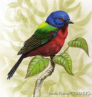 HR0049 Passerina ciris.jpg