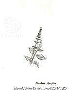MARL0530 Phytolacca thyrsiflora.jpg