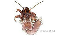NE018 0941 Calcinus tibicen D.jpg