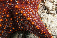CSO015 Pentaceraster cumingi.jpg