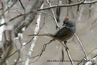 AAKVDH 0065 Pipilo chlorurus.JPG