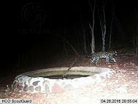 MAGB 0109 Leopardus pardalis.JPG