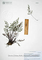 DZAJ002 Lepidium lasiocarpum.JPG