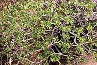 CGL5388 Aeonium haworthii.jpg