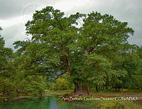 ABGS002 Taxodium mucronatum.jpg