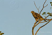 MASM07379 Rupornis magnirostris.jpg