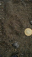 PJ016 0459 Canis latrans.JPG