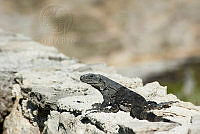 IDG1165 Ctenosaura pectinata.jpg