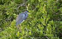AAKVDH 0099 Egretta tricolor.JPG