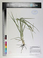 JAdNV0423 Chloris ciliata.JPG