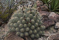 3R 00816 Echinocereus stramineus.tif