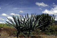 AGM0007 Agave americana.jpg