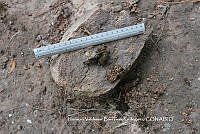 HVBR0001 Urocyon cinereoargenteus ssp. orinomus.JPG