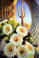 FGM3655 Carnegiea gigantea.JPG