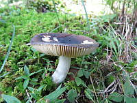 MCS164 Russula sp..JPG