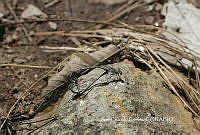 JCC0045 Argia tonto.JPG
