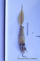 KT014 0061 Galiteuthis phyllura.JPG