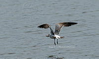 SM0665 Leucophaeus atricilla.jpg