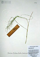 DZAJ630 Eragrostis lugens.JPG