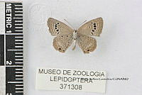 JF018 0781 Echinargus isola.jpg
