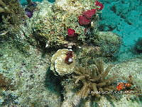 NE018 0430 Agaricia agaricites.jpg