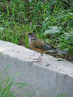 CGL2260 Turdus rufopalliatus.jpg