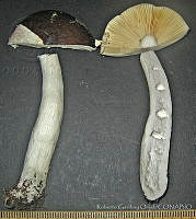 RGO0137 Russula sp..JPG