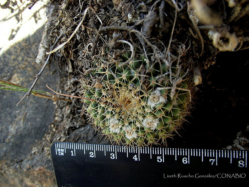 LRG020%20Mammillaria%20marksiana.JPG.nyfQup70MX3rJ6thQA3g0JtbmFja29CbnFuZ3NAbXJ6LGtwZwA.Ql o1Kal1l