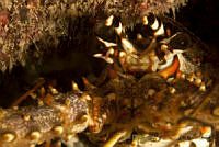 IDG0553 Panulirus argus.jpg