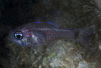 CCK0381 Phaeoptyx pigmentaria.jpg