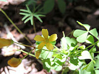 PCC001 Oxalis corniculata.JPG