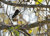 AAKVDH 0044 Pipilo chlorurus.JPG