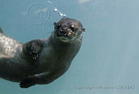 MASM04998 Lontra longicaudis.jpg